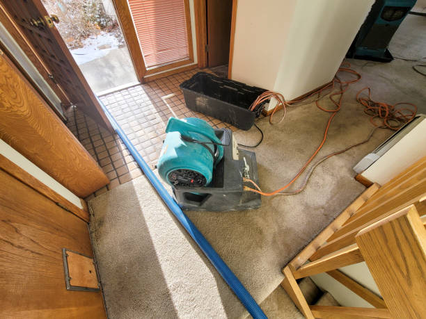 Best Local water damage restoration  in Pine Prairie, LA